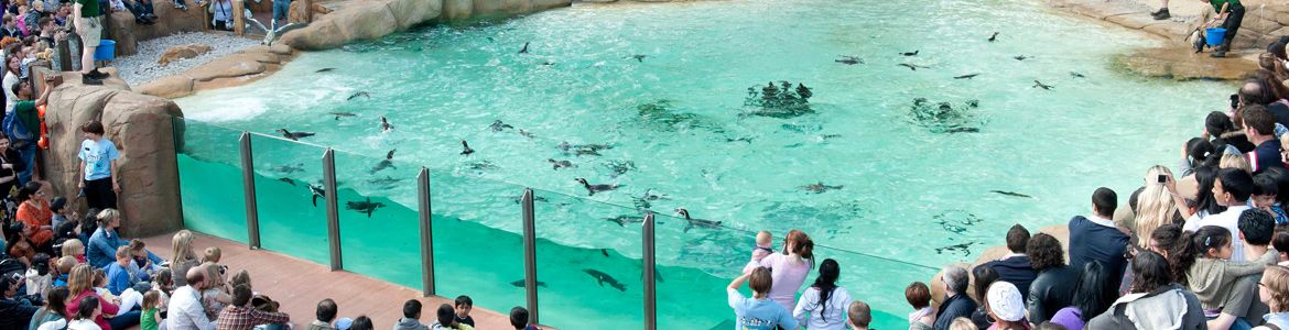 London-Zoo-penguins.jpg