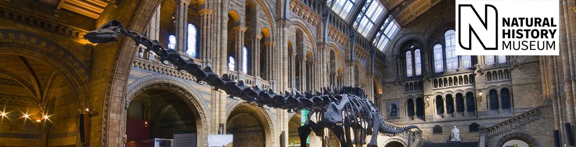 Natural-History-Museum-Dinosaur.jpg