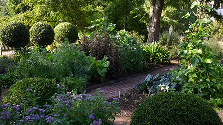 Chelsea Physic Garden