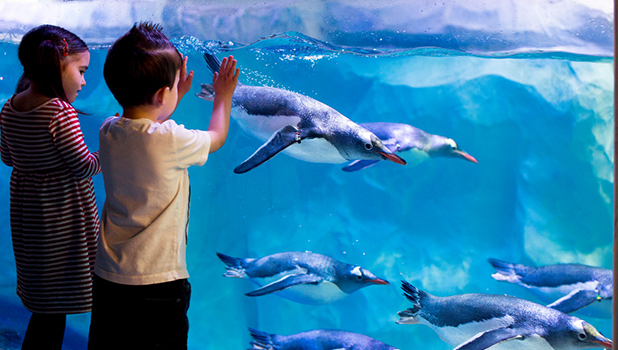 SEA LIFE London - Family Offer