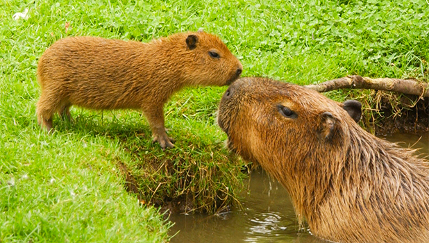 Shepreth-Wildlife-Park-Detail.jpg (1)