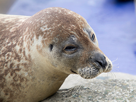 SEA LIFE Hunstanton Aquarium