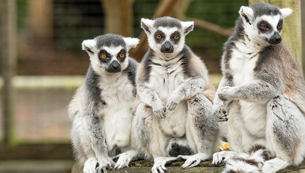 Battersea Park Children’s Zoo