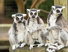 Battersea Park Childrens Zoo