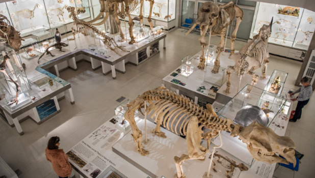 University Museum Of Zoology ADD 1
