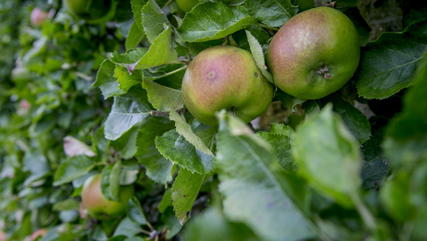 Pitmedden Garden ADD 2