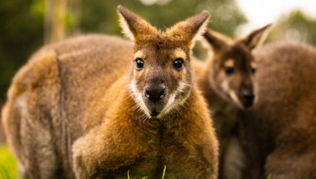 Battersea Park Childrens Zoo 2023 ADD 1