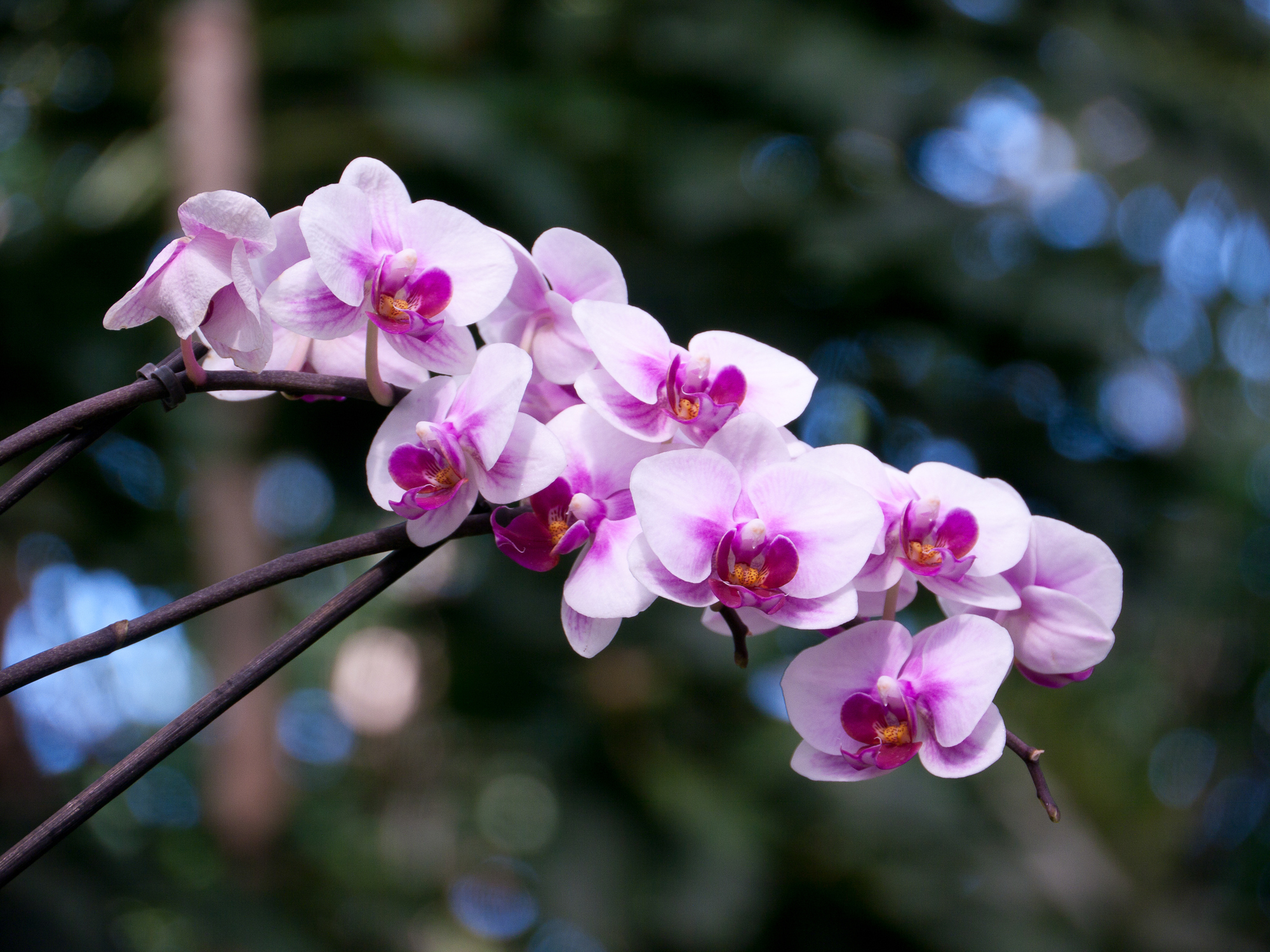 A close up picture of orchids at the RHS