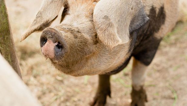 Bath City Farm Detail