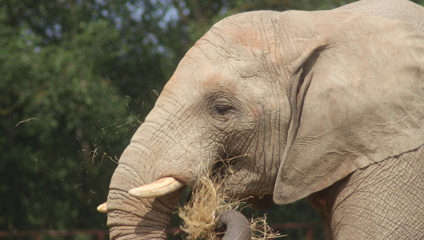 Howletts Wild Animal Park Detail