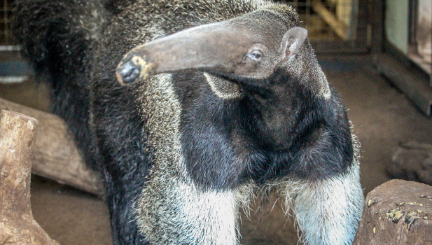 Howletts Wild Animal Park Image 2
