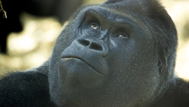Howletts Wild Animal Park Image 3