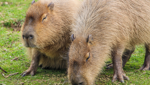 Howletts Wild Animal Park Image 5