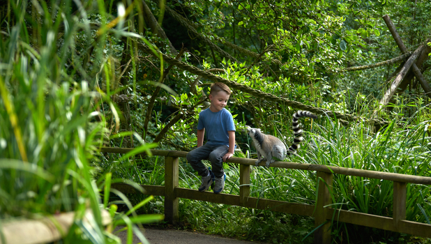 Howletts Wild Animal Park Image 6