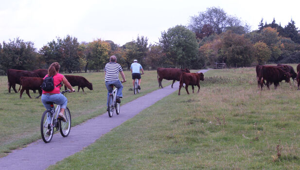 Cambridge Bike Tours ADD 4