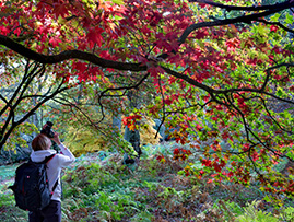 Winkworth Arboretum