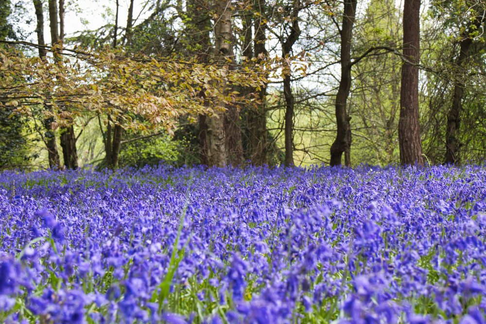 Winkworth Arboretum ADD3