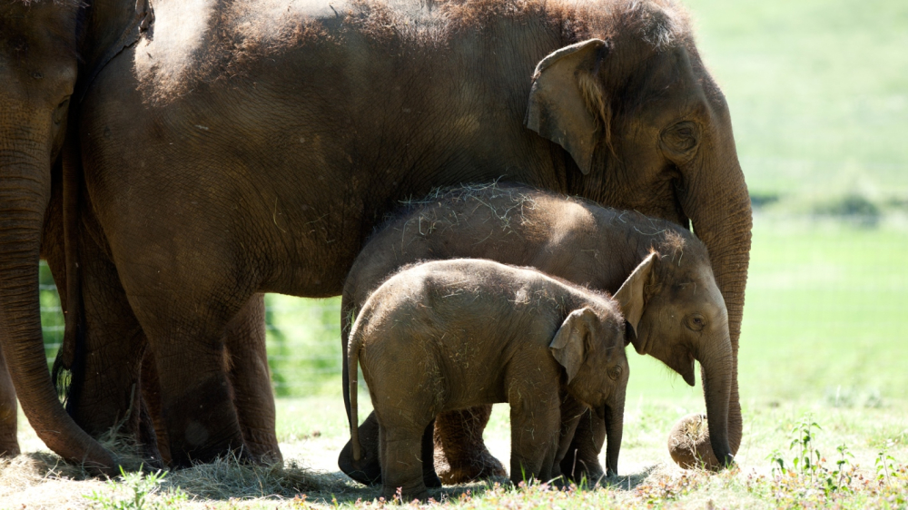 Whipsnade Zoo