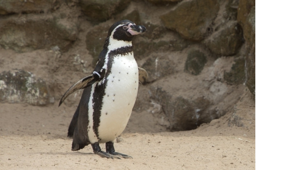 SEA LIFE Hunstanton ADD 2