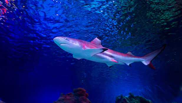 SEA LIFE Loch Lomond ADD 2