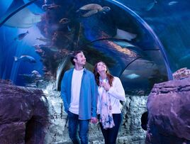 SEA LIFE Loch Lomond Aquarium