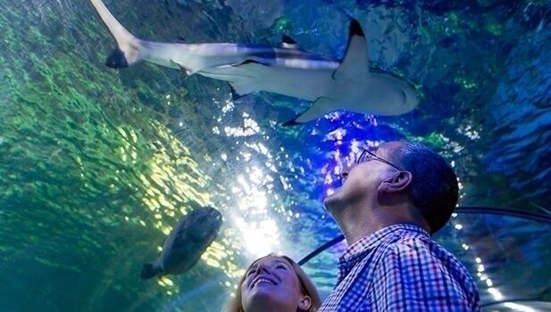 SEA LIFE Weymouth Adventure Park ADD 3