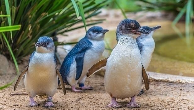 SEA LIFE Weymouth Adventure Park ADD 4