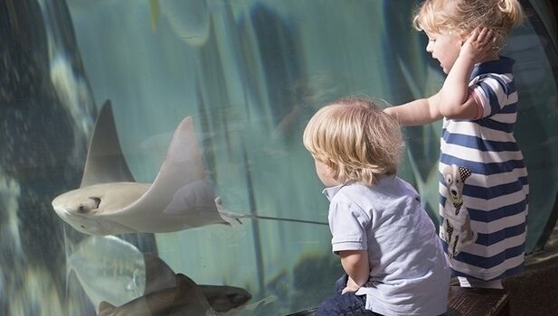 SEA LIFE Weymouth Adventure Park ADD 5