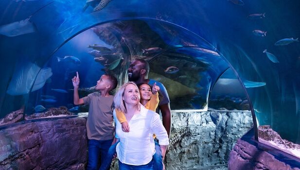 The National SEA LIFE Centre Birmingham Detail