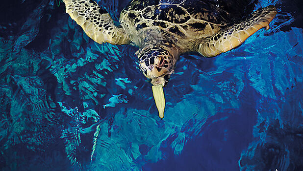 SEA LIFE Blackpool ADD 2 (1)