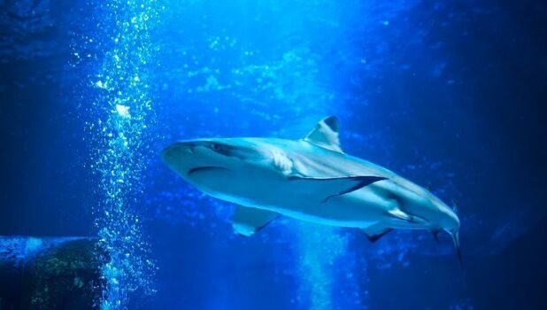 SEA LIFE Blackpool ADD 3 (1)