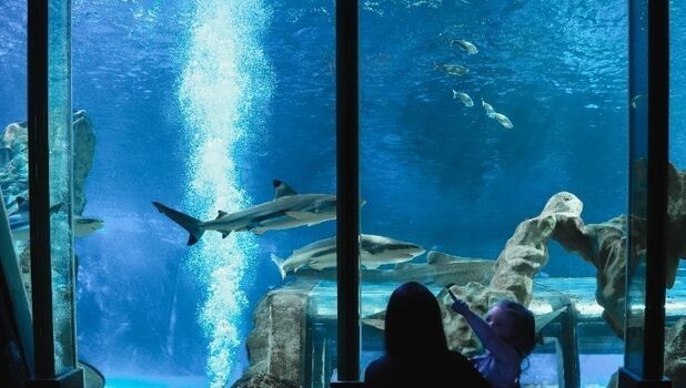 SEA LIFE Blackpool ADD 4 (1)