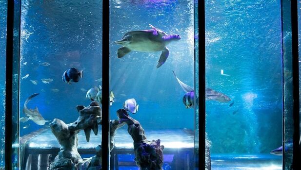 SEA LIFE Blackpool Detail (1)